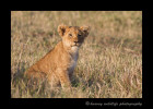 One of the cubs from the famous Marsh pride in the Masai Mara in Kenya.