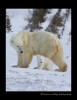 Picture of a polar bear mom and cub walking in Wapusk Natinonal Park.