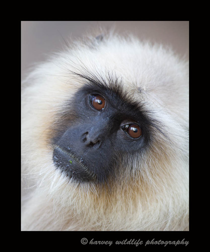I saw this monkey in the ditch on the side of the road. He was quite inquisitive and the light was good so we had to stop for a few pictures. It was perfect. He tilted his head and stared at me.
