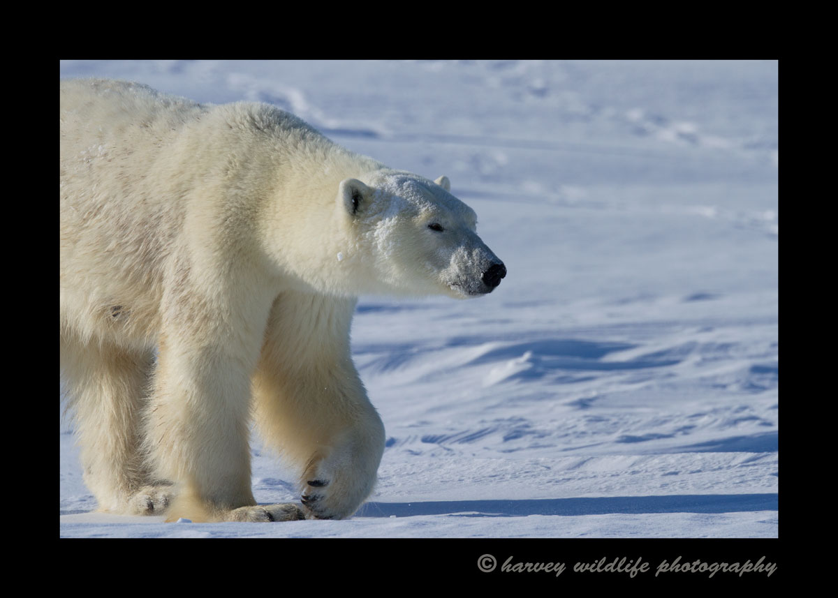 mother_polar_bear_wapusk_national_park
