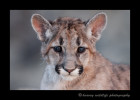 This mountain lion cub is a wildlife model.
