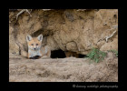 One of the fox kits relaxed at the den opening as another kit peeks out first before joining his/her sibling.
