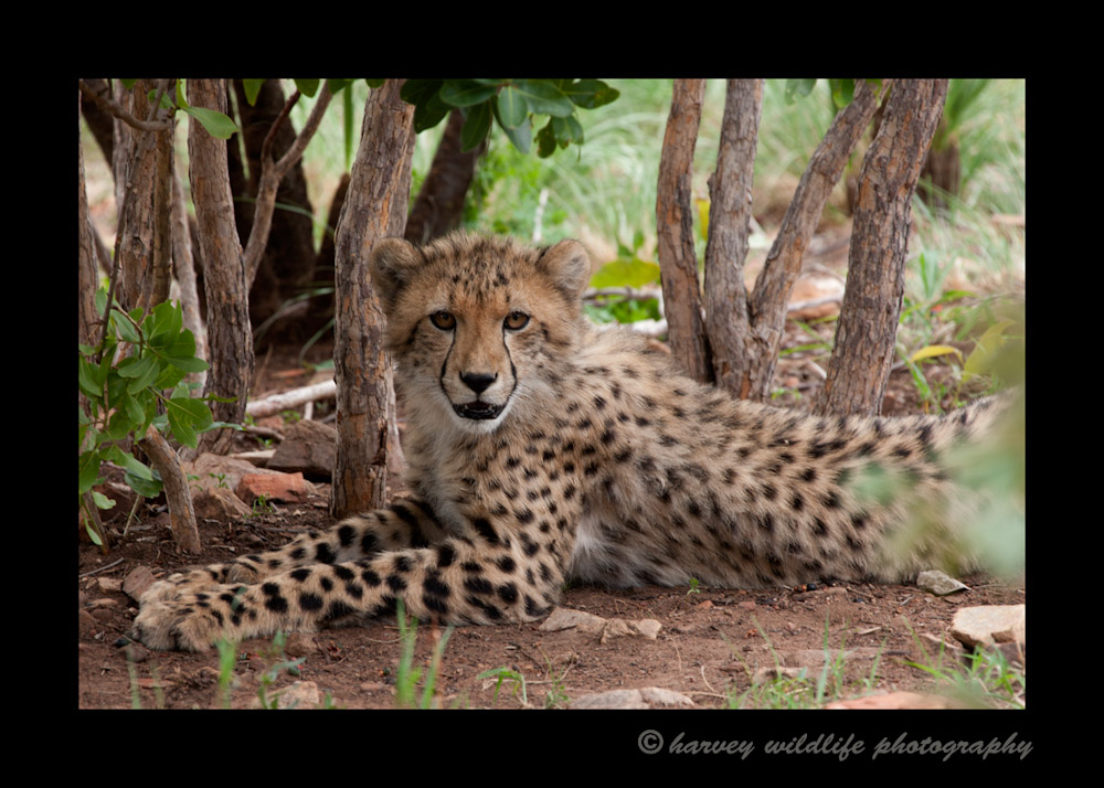 six month old cheetah cub