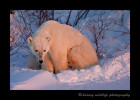 polar-bear-and-cubs-at-dusk-12