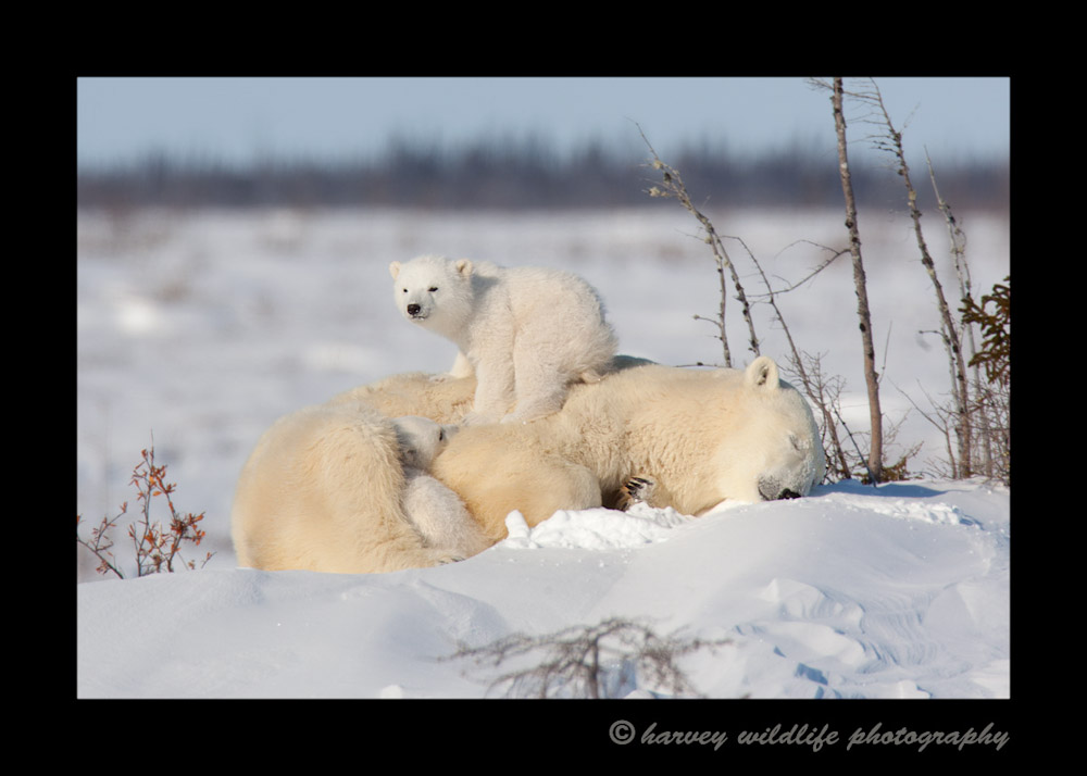 Picture of polar bear cub on mother