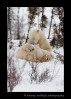 polar bear cubs nursing