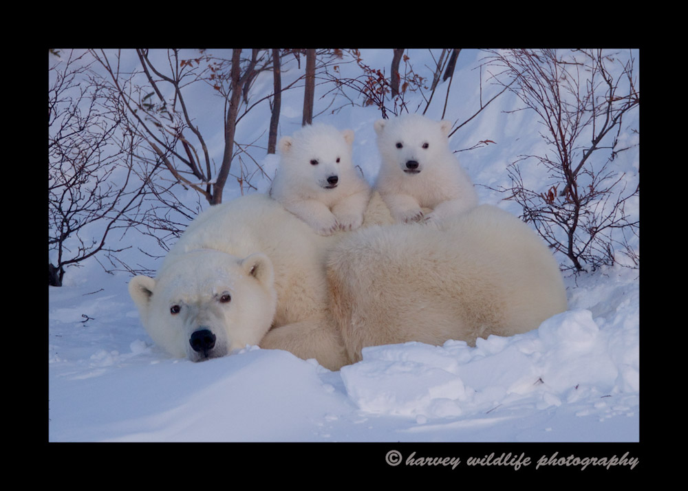 These cute little polar bear babies stop playing briefly as their curiousity got the better of them. I think they were wondering what the shutter relase sounds were, so they stopped what they were doing and stared at us.