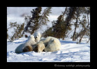 polar-bear-cubs-snuggling-on-mom-12