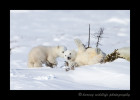 This polar bear baby is really clumsy. They were trying to run to their mommy, but the one in the front wiped out and rolled into a small brush.