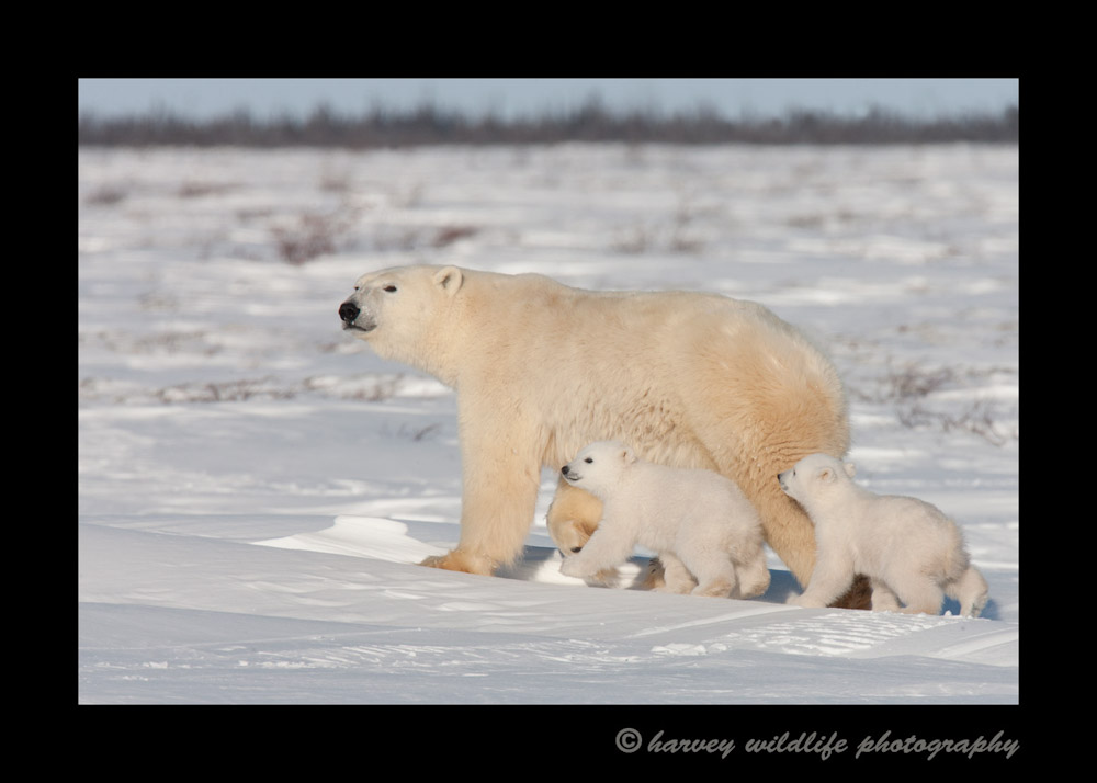 Polar bears on the move on their way to Hudson Bay.