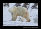 Mom waits as her polar bear babies scamper to catch up to her. 