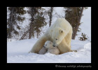 Polar bear mom and cub 12