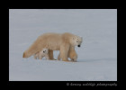 Polar bear mom and cub walking