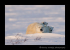 Polar bear cubs peek at us around mom.