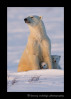 Polar Bear Moma and Cubs Sitting.