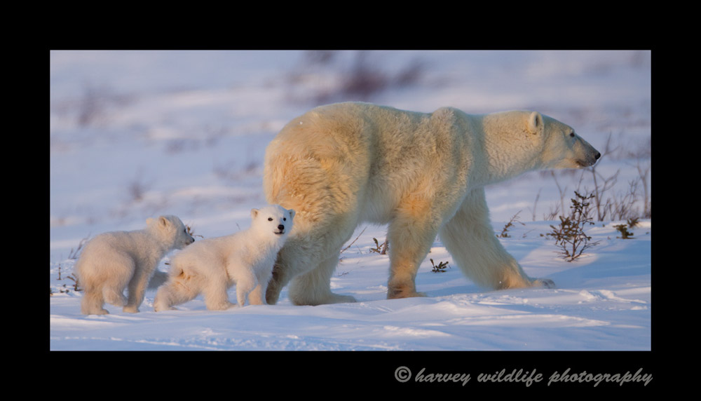 This polar bear family starts the next leg of their journey on their way to Hudson Bay. 