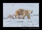 Picture of a polar bear mom and cubs walking in Wapusk National Park, Manitoba, Canada, 2010.