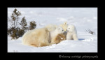 Polar bear cubs are usually either playing, fighting, sleeping or eating. These two cubs take a small break before tearing into one another again.