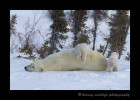 This female polar bear has been in a den for several months, so when she comes out she likes to roll and rub in the snow. I think it is a combination of scratching an itch and cleaning herself. One of her babies can't resist temptation and goes for a ride.
