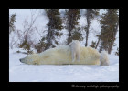 This female polar bear has been in a den for several months, so when she comes out she likes to roll and rub in the snow. I think it is a combination of scratching an itch and cleaning herself. One of her babies can't resist temptation and goes for a ride.