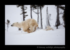 This polar bear mom has decided that she has had enough of the photographers, so she runs away.