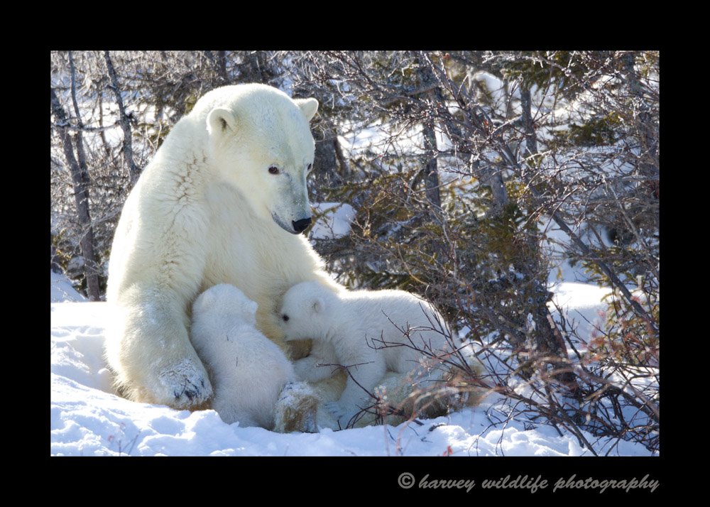 polar-bears-nursing-12