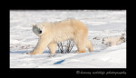 Polar Bears Walking