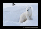 polar_bear_cub_at_den