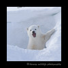 polar_bear_cub_barking