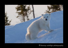 polar_bear_cub_den_evening