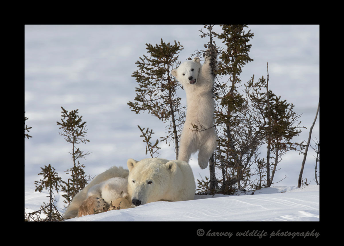 Polar bear cub climbing a small tree in Wapusk National Park.