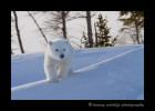 polar_bear_cub_head_on