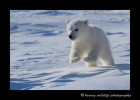 polar_bear_cub_jumping_2013