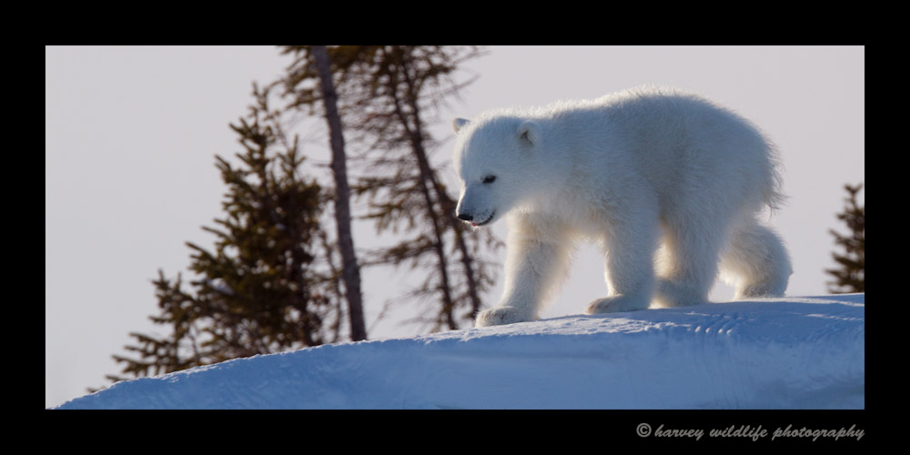 polar_bear_cub_on_crest