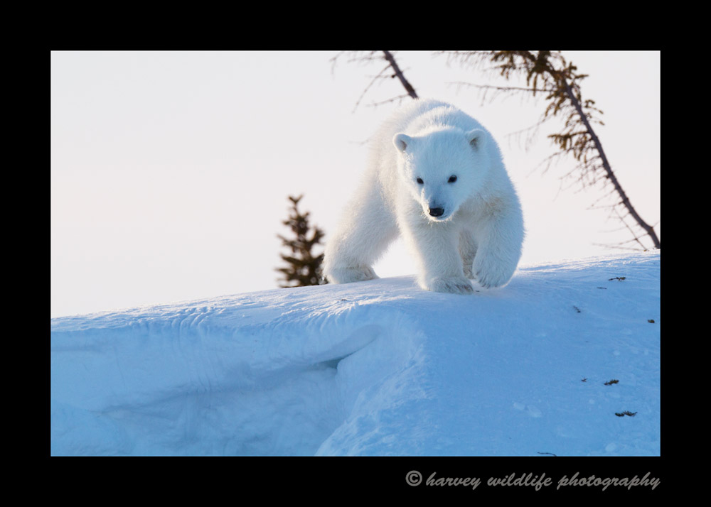 polar_bear_cub_on_den