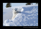 polar_bear_cub_posing_in_den