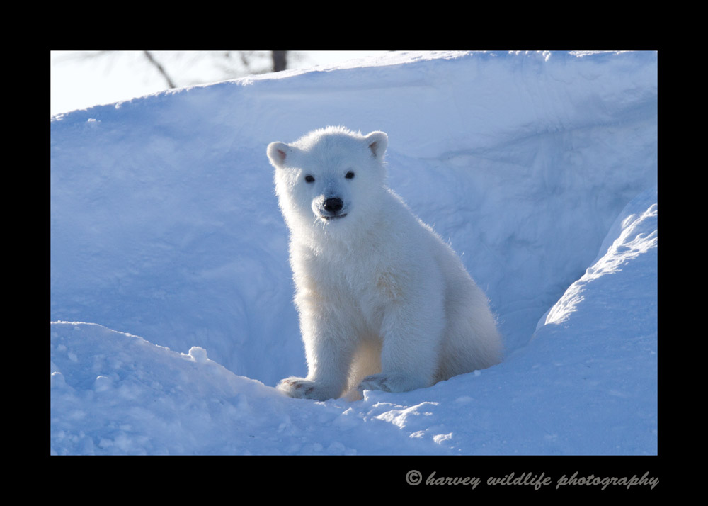 polar_bear_cub_sitting_at_den