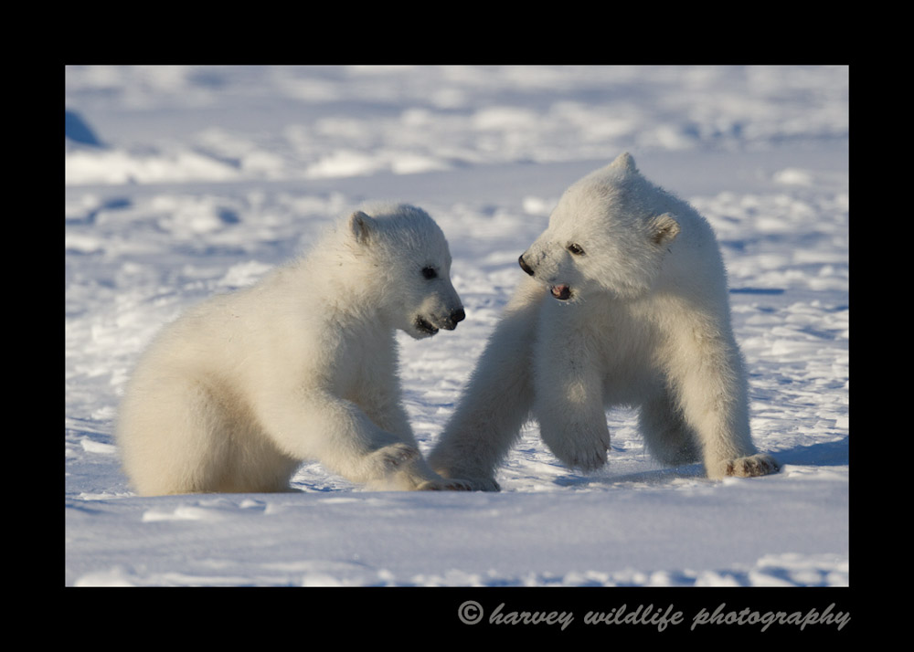 polar_bear_cubs_fighting