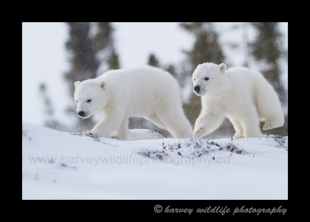 polar_bear_cubs_on_snow_ridge