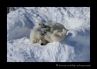 polar_bear_cubs_playing_on_mom_2013