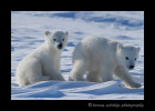 polar_bear_cubs_walking_2013