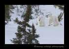 polar_bear_cubs_walking