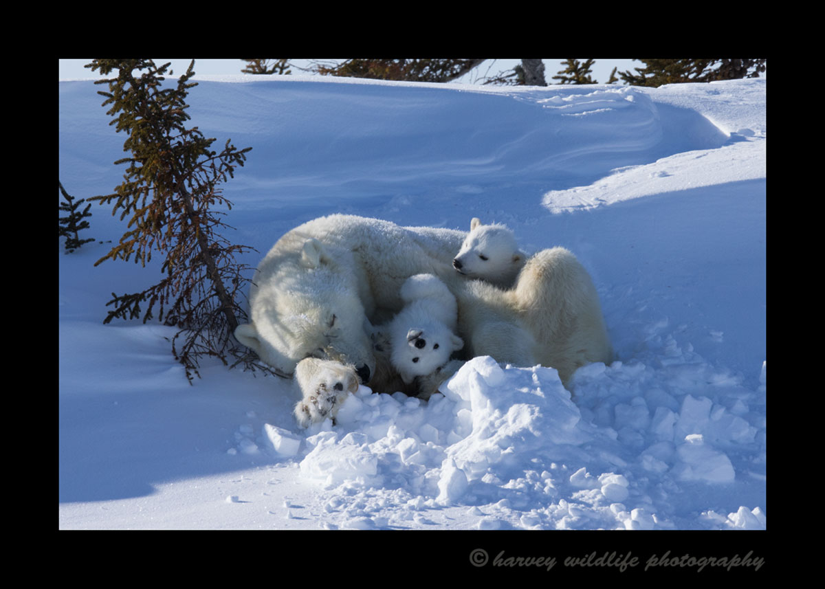 Polar bear family relaxing.