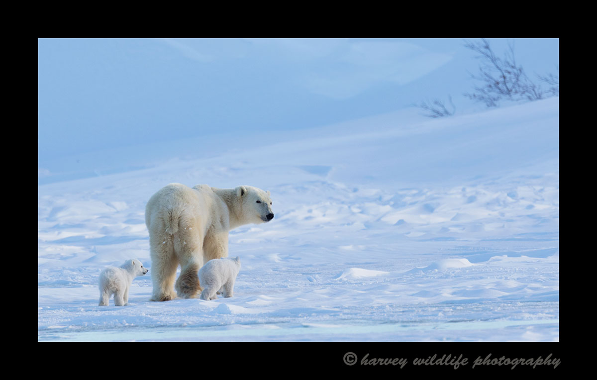 Polar bear mom and twins walking away into the distance in Wapusk National Park. 