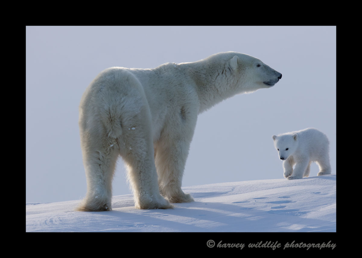 Polar bear mom and cub on a ridge in Wapusk National Park. 