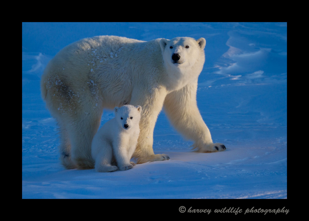 polar_bear_mom_and_cub_2013