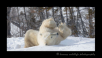 Mother polar bear enjoying a snow bath in Wapusk National Park. 