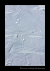 Polar bear mom and twins footprints in Wapusk National Park