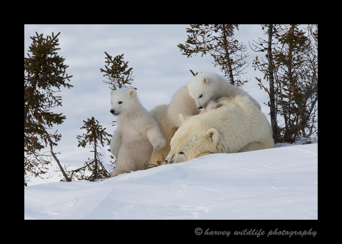polar_bear_twins_relaxing_2015