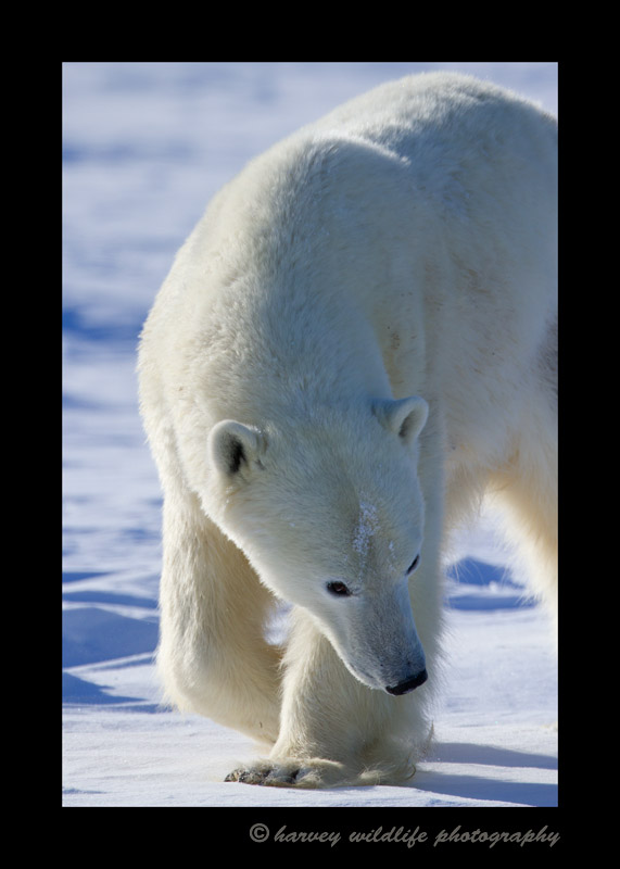 polar_bear_walking_2013